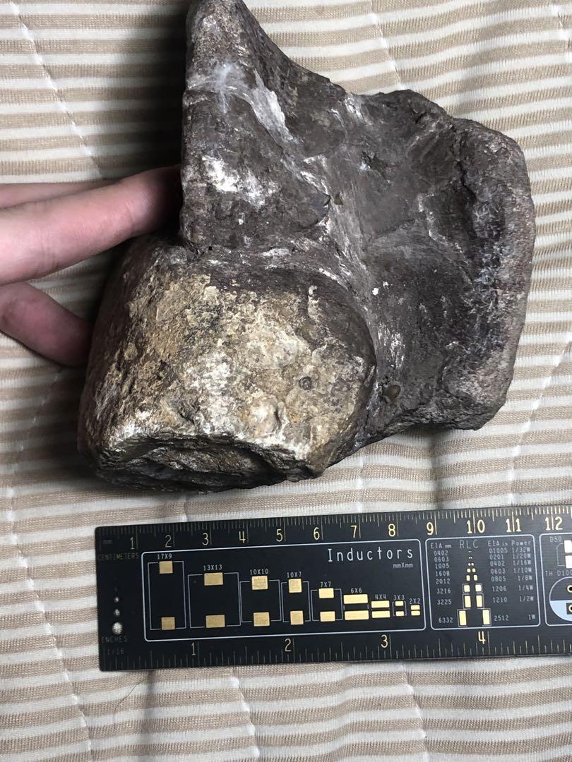 破格！　恐竜の脊椎骨　アメリカ産　ジュラ紀　化石