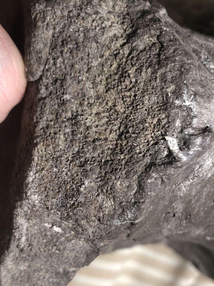 破格！　恐竜の脊椎骨　アメリカ産　ジュラ紀　化石