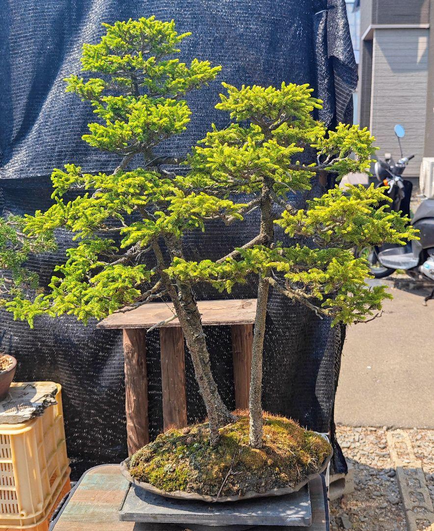 園内の盆栽紹介・蝦夷松の寄せ植え - YouTube