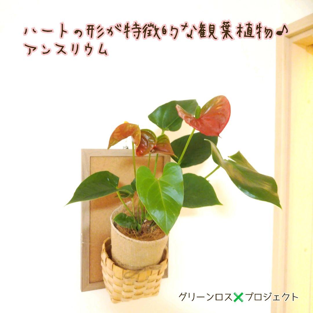 トップ C級品 育て方が簡単 ハート の形が特徴的 観葉植物 アンスリウム 鉢植え1鉢 植物 観葉植物