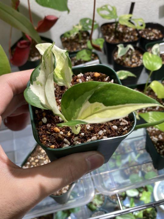 Seal限定商品 超希少種 ポトス グローバル Pothos Global 生産終了品種 公式ストア Guiaveterinarios Cl