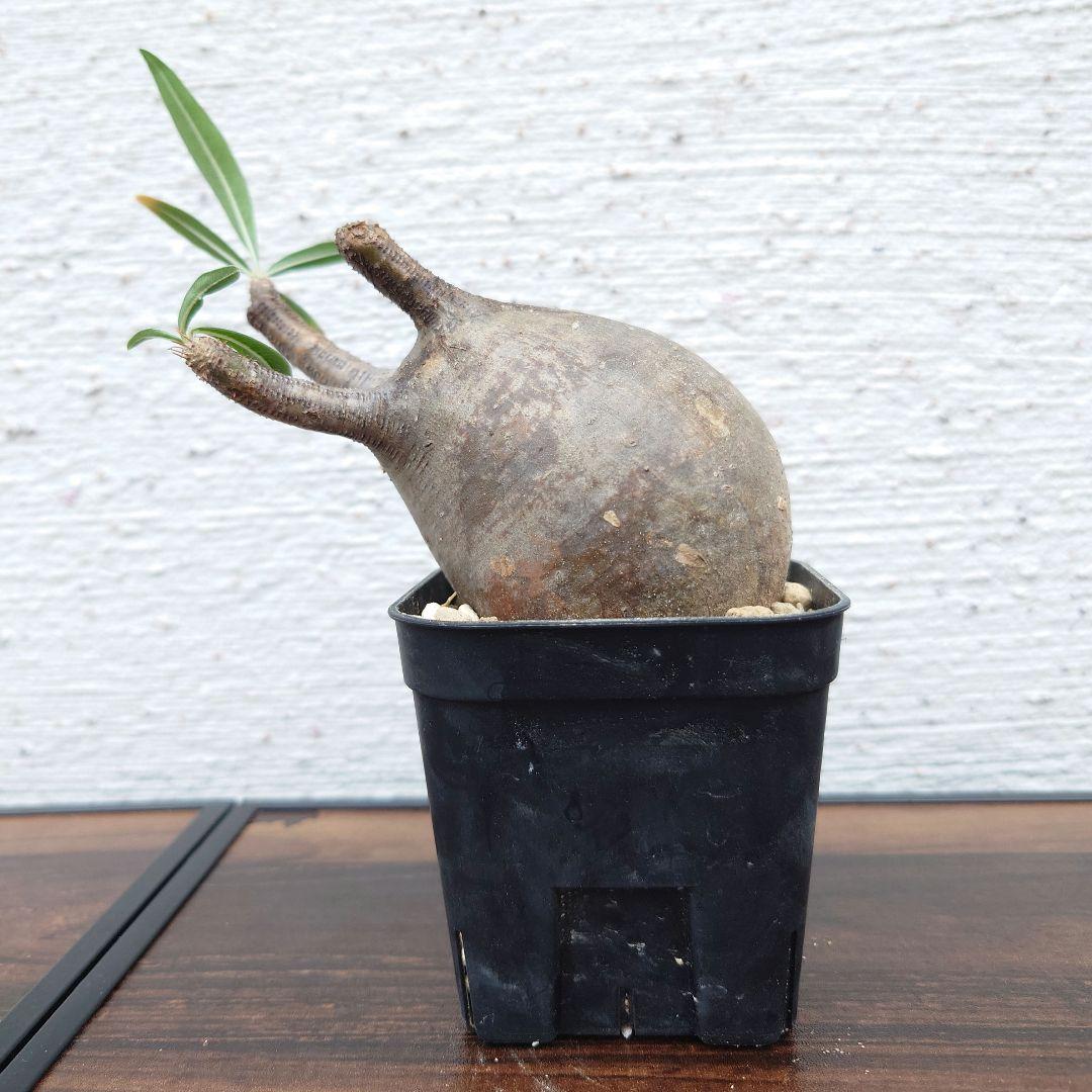 発根済み パキポディウム グラキリス 幹幅 6cmやや傷や汚れあり YUZUMIYA_COM