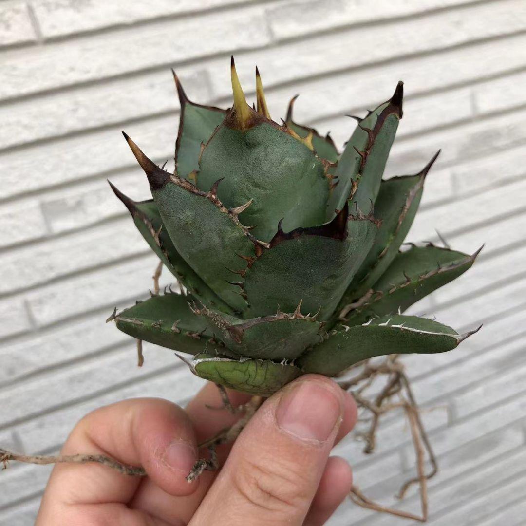 グリーン系【ついに再販開始!】多肉植物アガベ チタノタ黒鯨 植物/観葉植物 インテリア・住まい・小物グリーン系¥10,399-yespleaseinvitation.com グリーン系【ついに再販開始!】多肉植物アガベ チタノタ黒鯨 植物/観葉植物 インテリア・住まい・小物グリーン系¥10,399-yespleaseinvitation.com