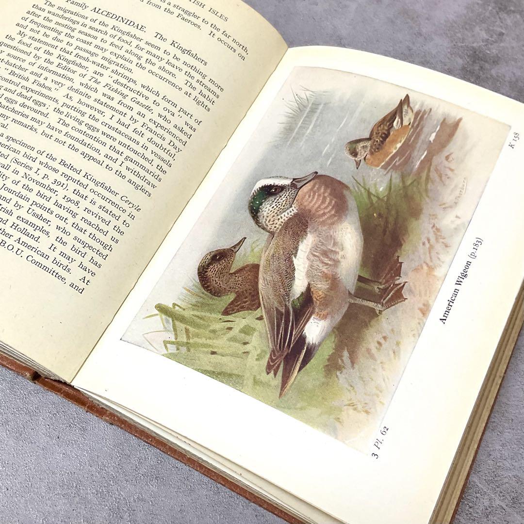 1956年 スウェーデンの可愛い鳥図鑑鳥の図鑑ヴィンテージレア