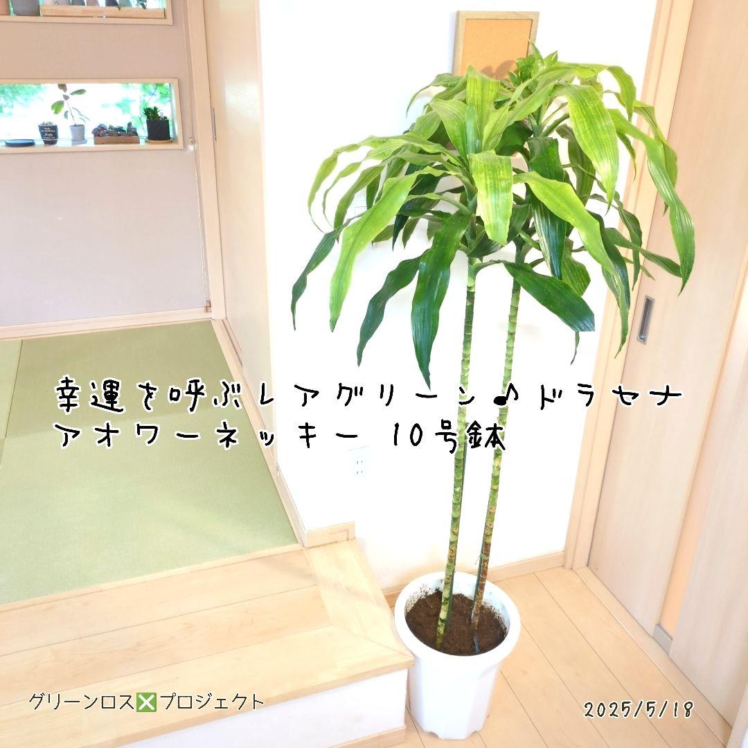 【B級品/大型観葉植物】幸運を呼ぶレアグリーン♪ドラセナアオワーネッキー10号①