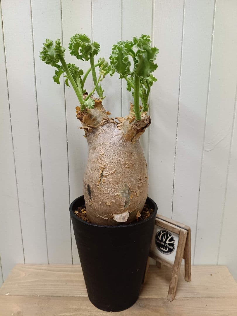 T068 厳選美形株！！キフォステンマ マクロプス