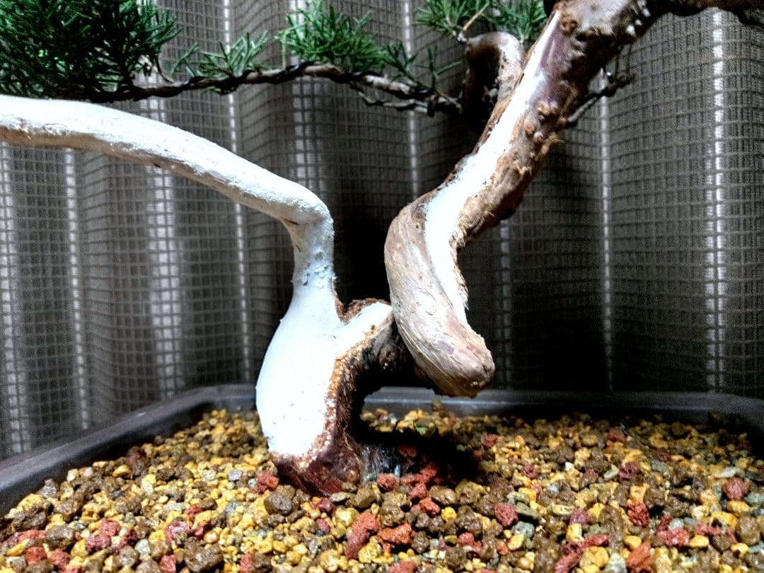 紀州真柏盆栽 ⭕ご奉仕品❗目立った傷や汚れなし