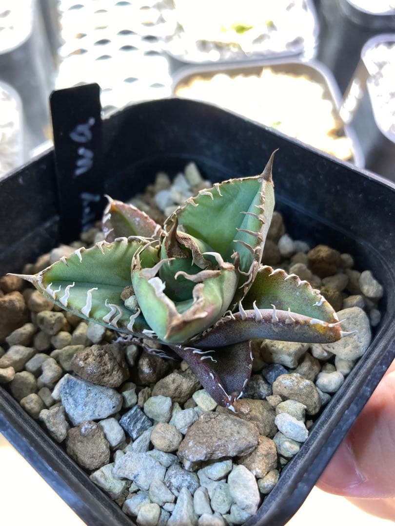 【発根済】アガベ　チタノタ Ivory wa OC子株