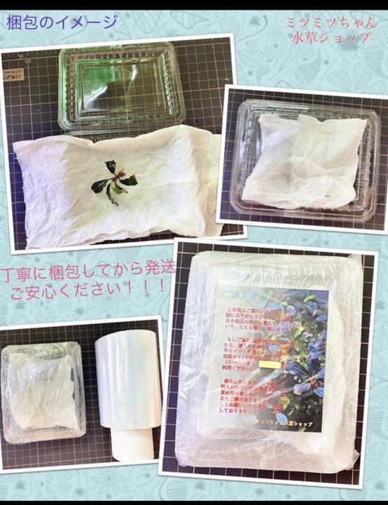 在庫在庫あ セール sp ロースメタリックゴースト 珍しい葉丸タイプ hwXg7-m99535981148 水草 ブセファランドラ NEW新作