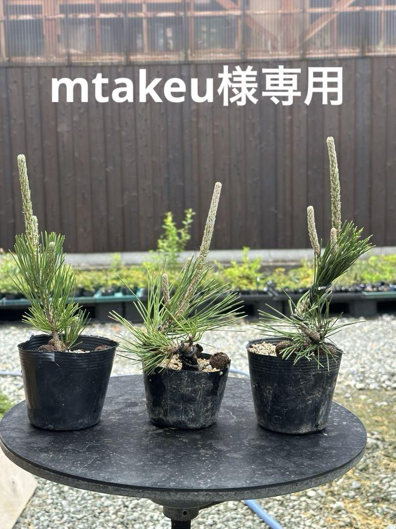 盆栽素材 黒松