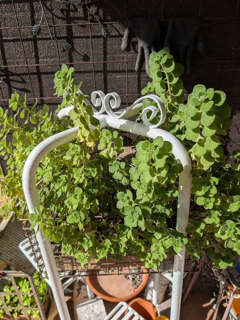 緑色 金属製容器目立った傷や汚れなし