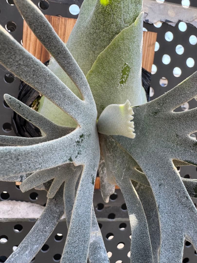 ウィリンキー ドワーフ ジェイドガール ビカクシダ ビカクシダ ウィリンキー Jade Girl ジェイドガール スーパー