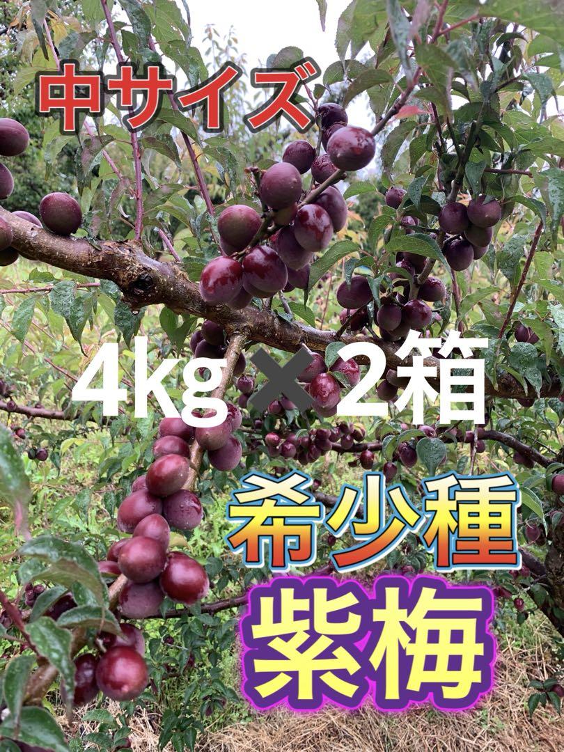 和歌山県紀南産　紫梅4㎏✖️2箱 秀品　中サイズ