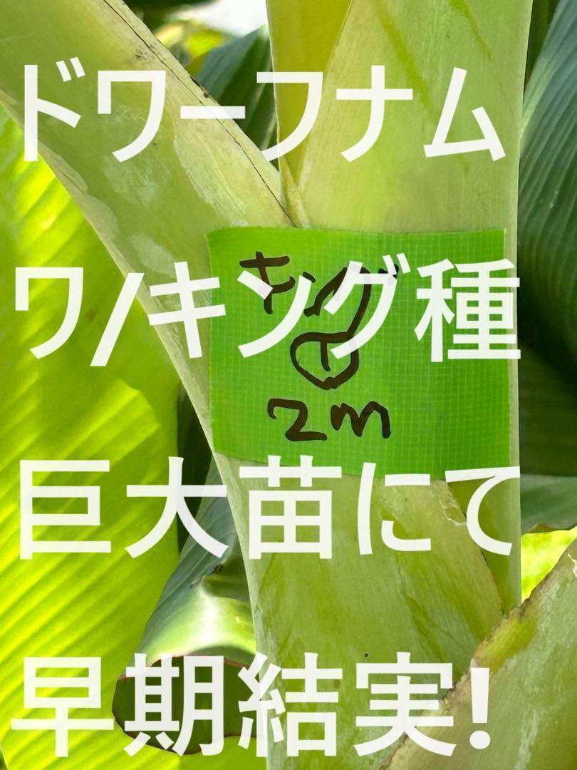 120cm,バナナ＝絶対王者糖度モンスター◇超・ドワーフナムワ