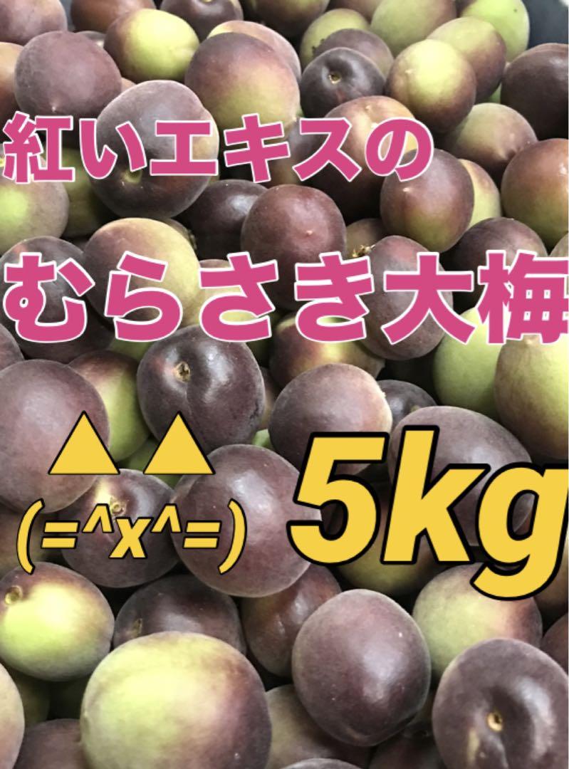むらさき大梅　5kg 紅いシロップや紅い梅酒ができます　青梅南高梅28-4