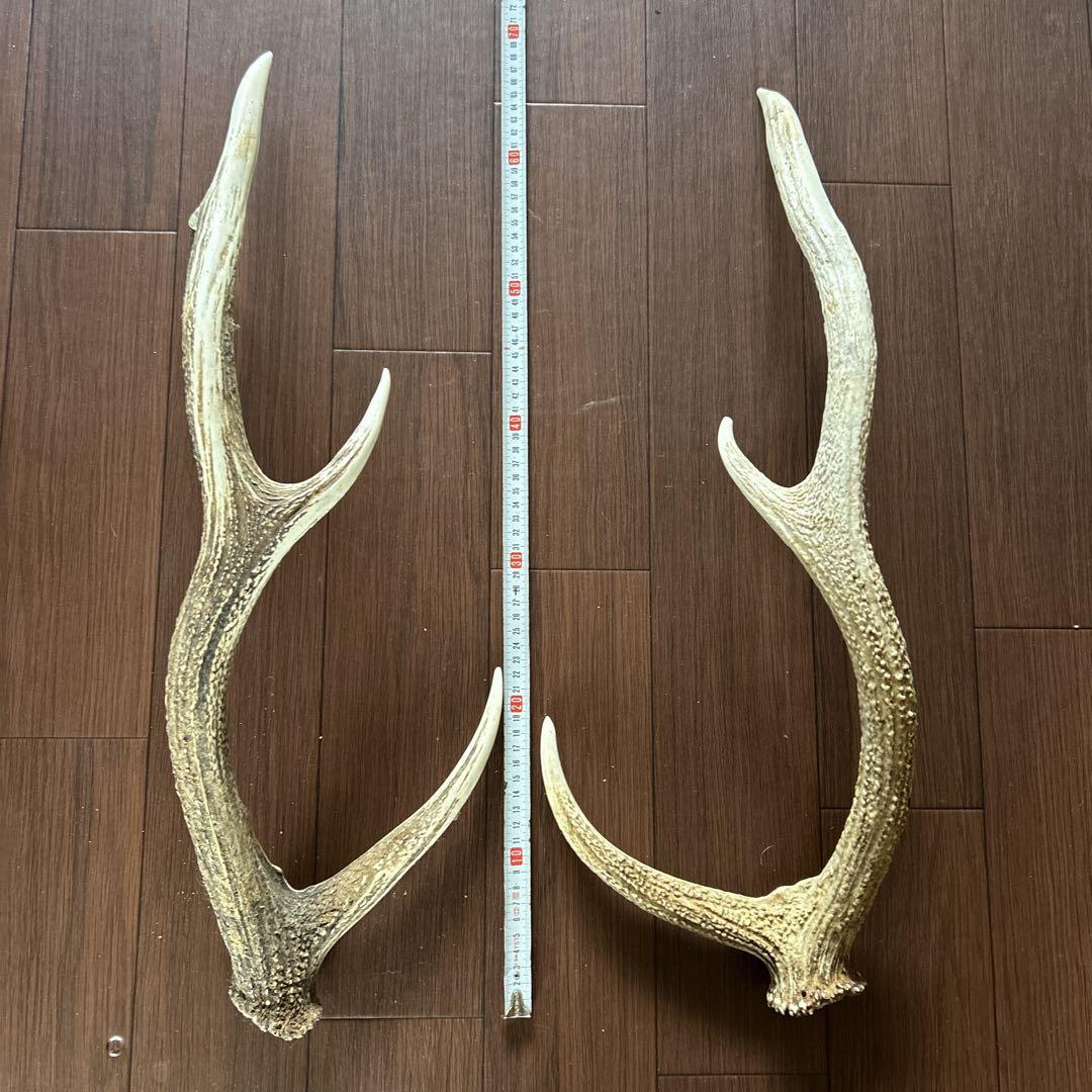 約72cm、約70cm 天然　蝦夷鹿角2本セット　シカ　ツノ　鹿の角　NO.6 オンライン で 販売家具・インテリア - 約72cm、約72cm 天然