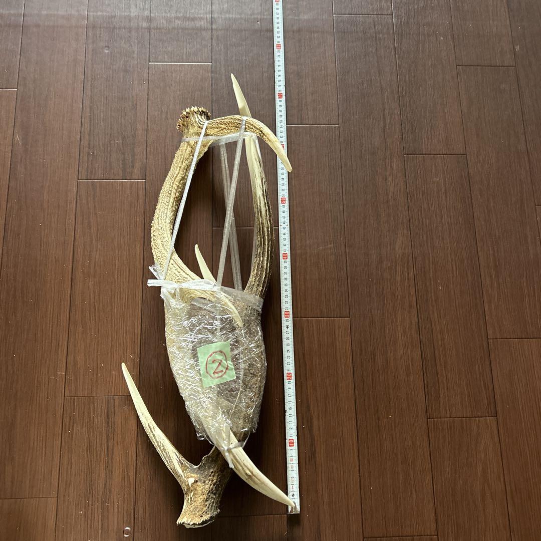 約72cm、約70cm 天然　蝦夷鹿角2本セット　シカ　ツノ　鹿の角　NO.6 オンライン で 販売家具・インテリア - 約72cm、約72cm 天然