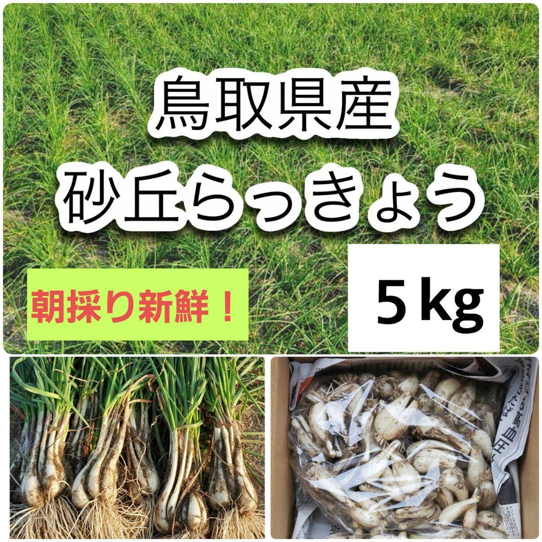 鳥取県産　砂丘らっきょう　５kg