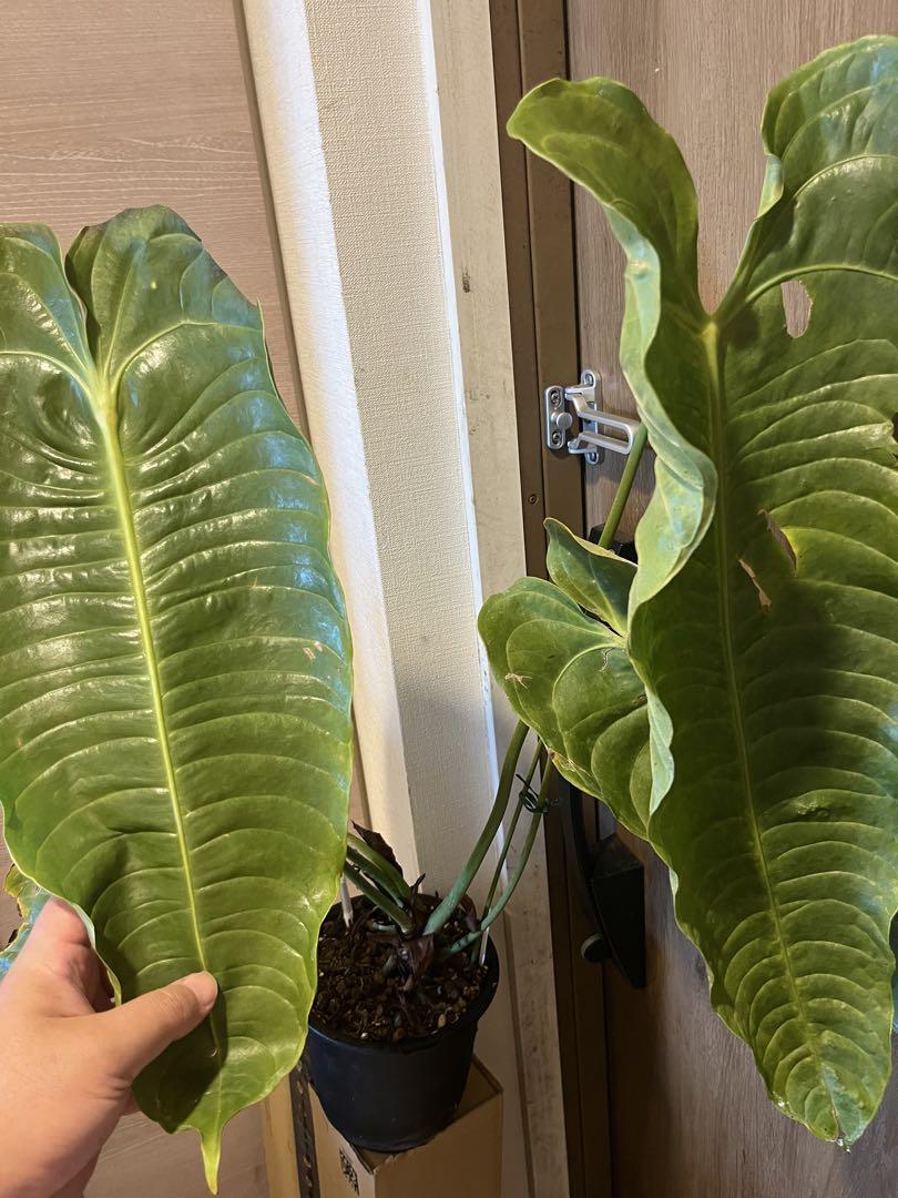中型アンスリウム ベイチー vandaka plants - メルカリ