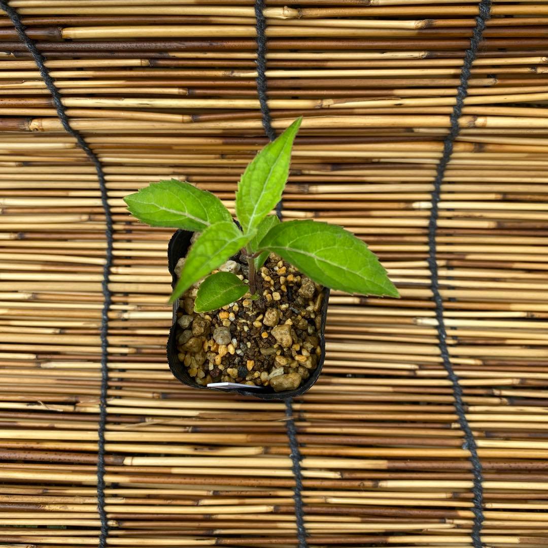 ヤマアジサイ【八重白扇】挿し木苗 ポットごと 1点限り ヤマアジサイ【八重白扇】挿し木苗 ポットごと 1点限り 八重咲き 花