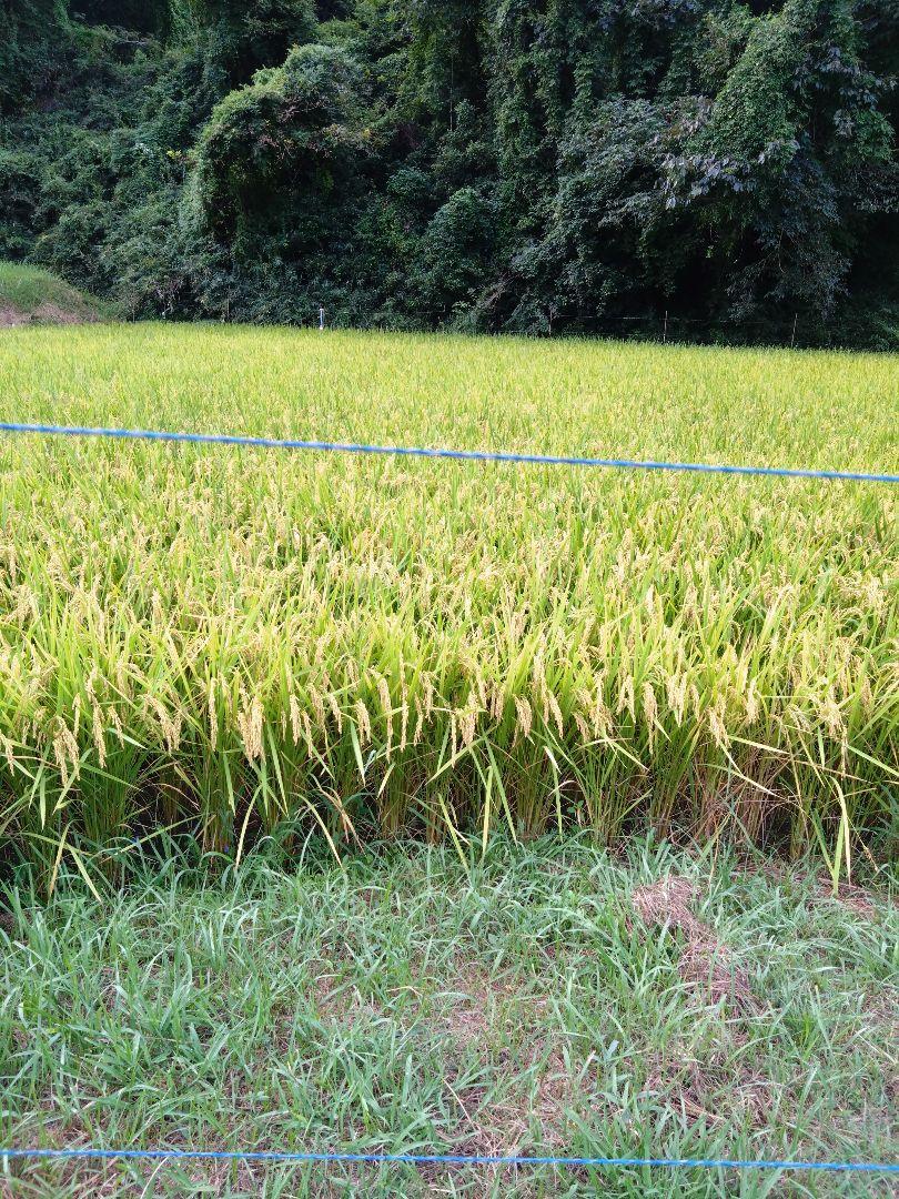 兵庫県産　キヌヒカリ　新米