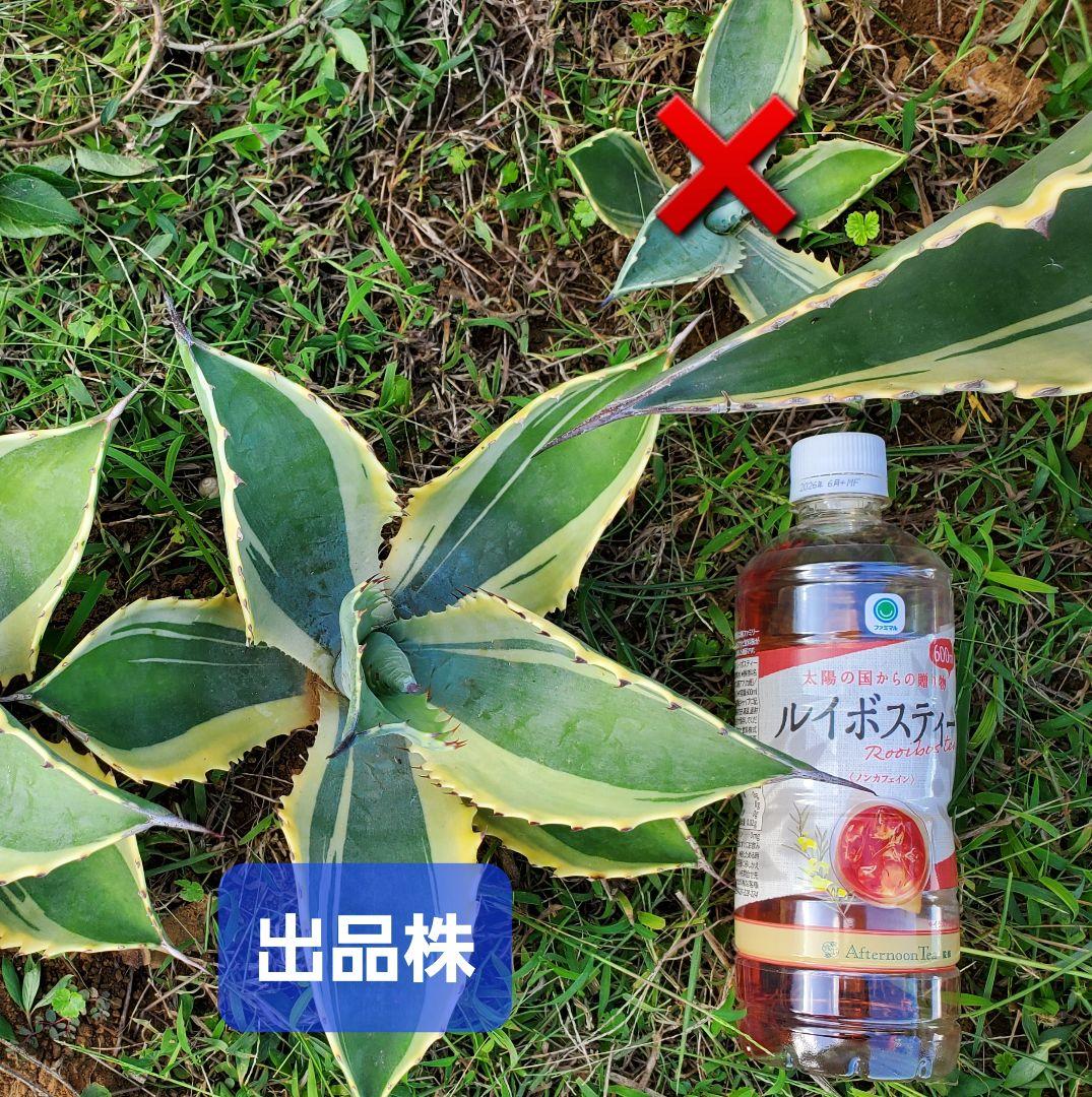 アガベ サルミアナ フェロックス リップルエフェクト - メルカリ