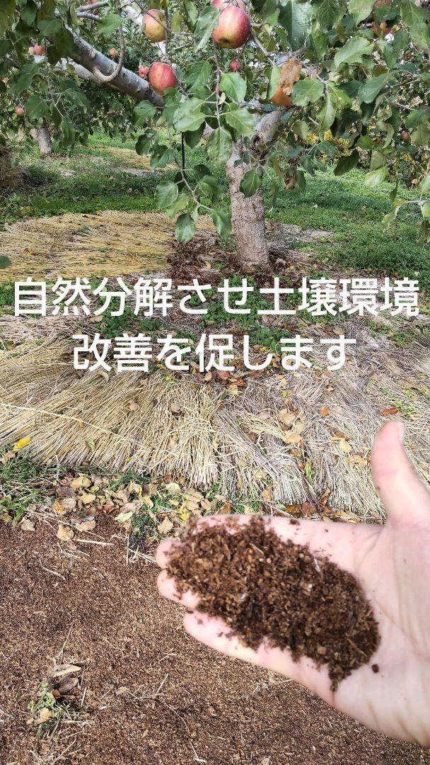 あやぴこぷー〔即購入大歓迎☺︎〕わら敷サンふじ　手土産品質中身10kg以上