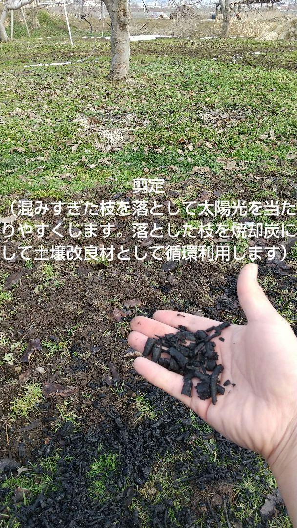 あやぴこぷー〔即購入大歓迎☺︎〕わら敷サンふじ　手土産品質中身10kg以上