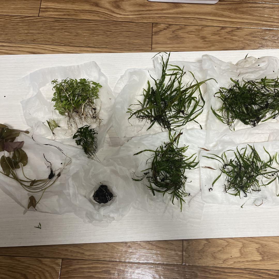水草セット　アヌビアスナナプチ　ミクロソリウム　ナローリーフ