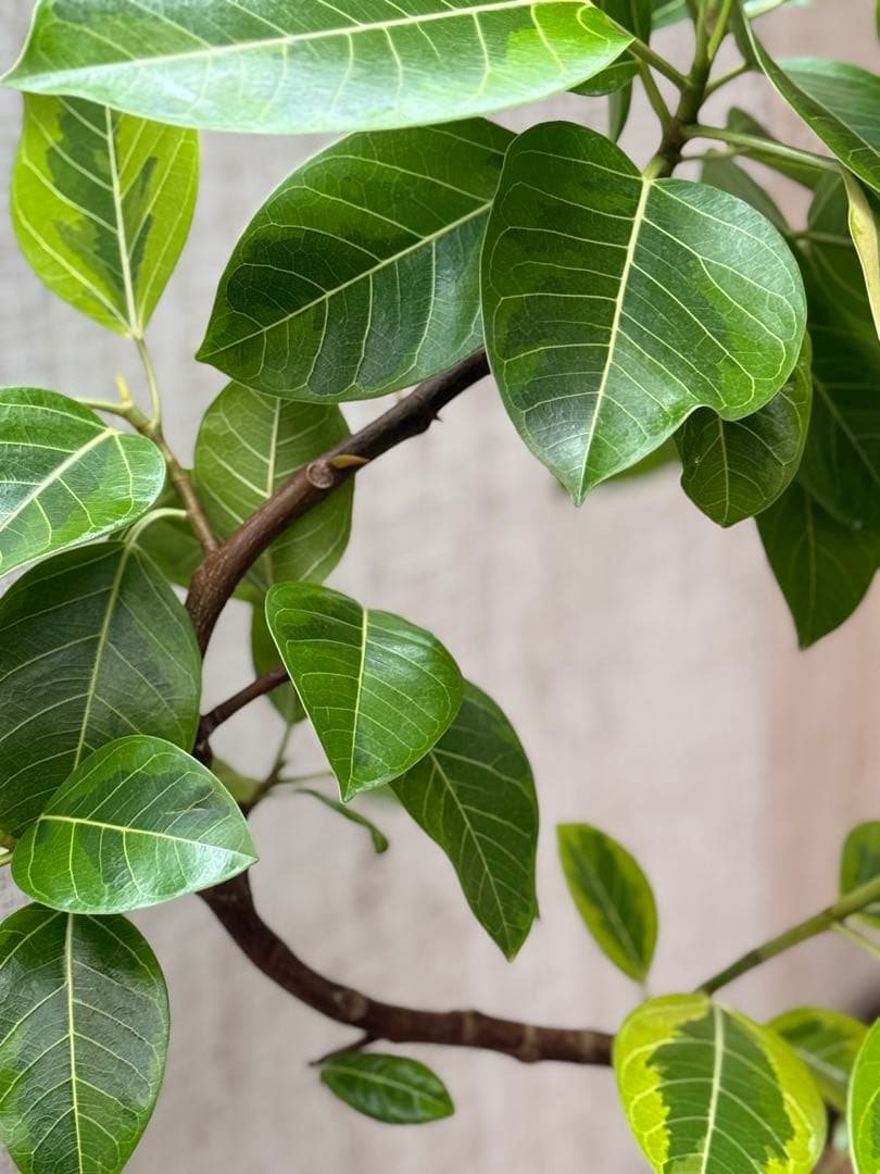 フィカスアルテシマ♪140cm♪ 8号 曲がり仕立て♪ フィカスアルテシマ♪140cm♪ 8号 曲がり仕立て♪