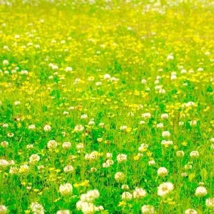 メルカリ 定番グランドカバー 芝生とok シロツメクサ ホワイトクローバー 種 g 植物 観葉植物 300 中古や未使用のフリマ メルカリ 定番グランドカバー 芝生とok シロツメクサ ホワイトクローバー 種 g 植物 観葉植物 300 中古や未使用のフリマ