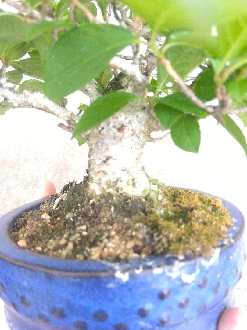 ウメモドキ盆栽4号陶器鉢つき古木❗