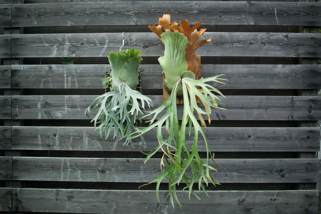 P.willinckii cv. Sailor Saturn 子株 ビカクシダ YUZUMIYA_COM