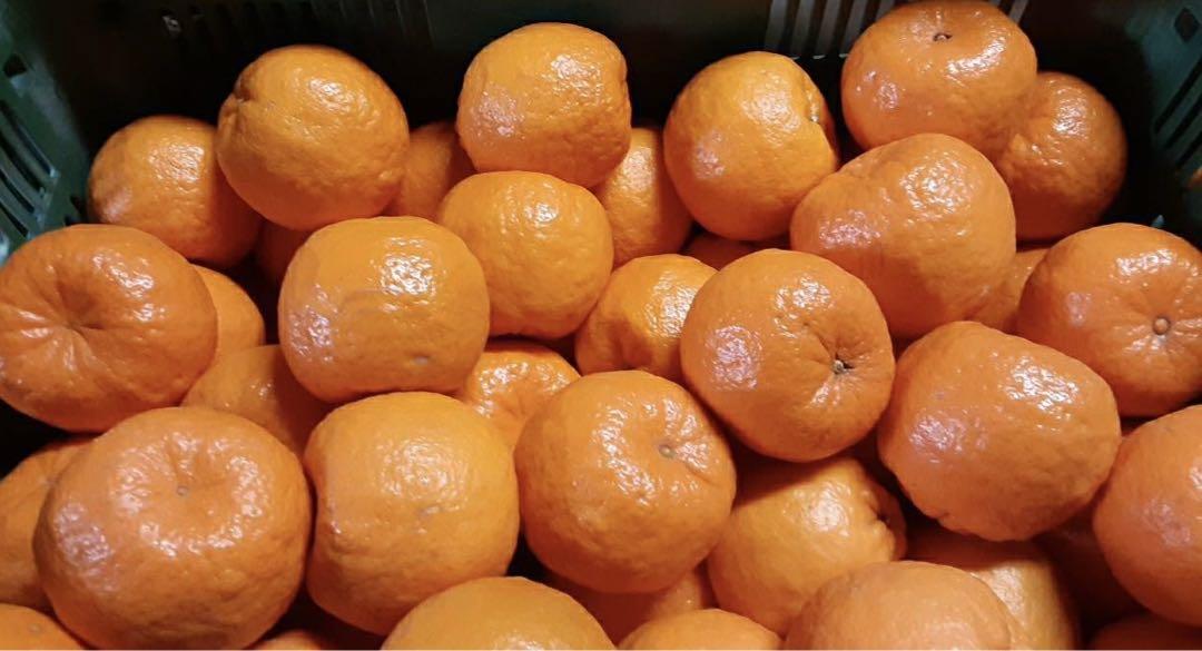 愛媛県産　ポンカン　柑橘　10kg 愛媛県産 ポンカン 柑橘 10kg - 果物アウトレット 価格