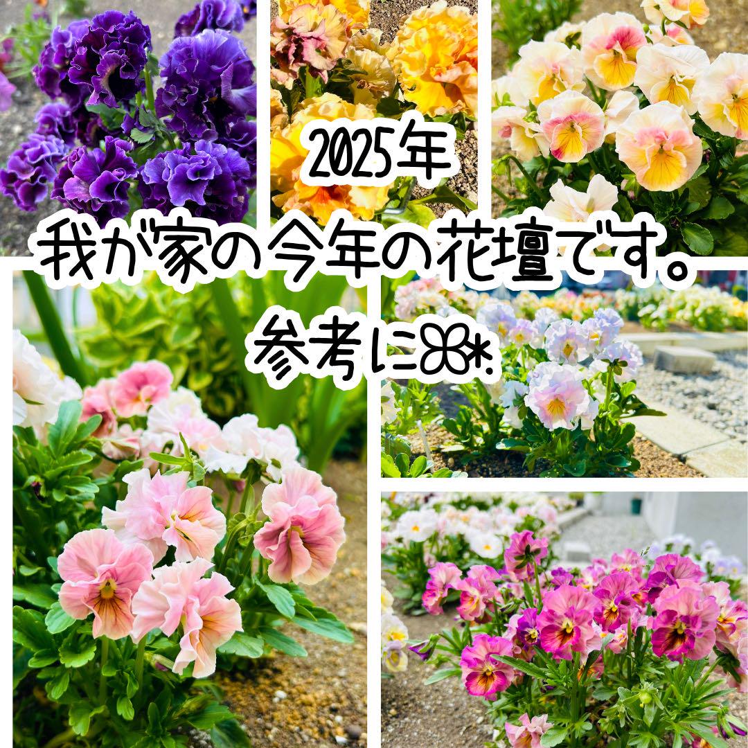 最も優遇の NO.30】 フリルありとフリルなしの ビオラ・パンジーの種 100粒 花