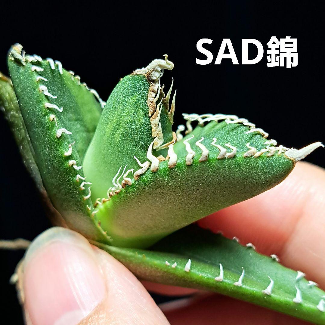 ★SAD錦★中斑★⑥　アガベ　チタノタ　SAD錦　南アフリカダイヤモンド　子株