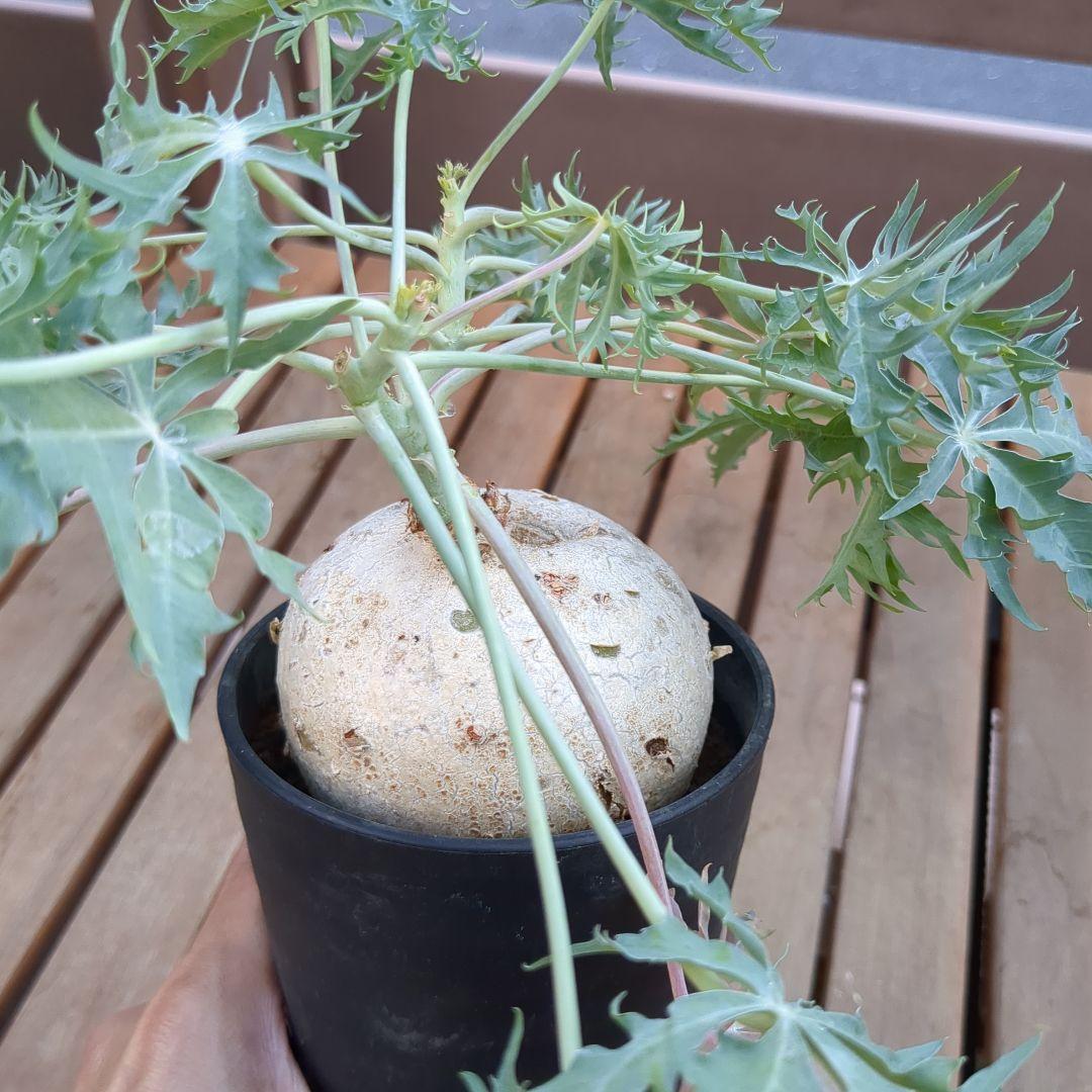 塊根植物　ヤトロファ・カタルティカ　☆錦珊瑚☆