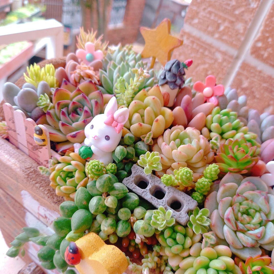 ❤️専用♥多肉植物❤️そのまま飾れる寄せ植え❤️花冠うさぎちゃん❤️