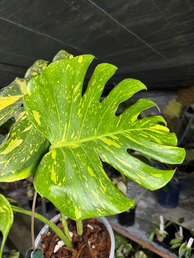 モンステラ エレクトロ ライト 斑入り 健康株 モンステラ エレクトロ ライト 斑入り 健康株