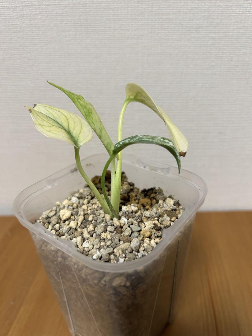 ＊モンステラ　ホワイトモンスター(天津蘭) 2.5号＊