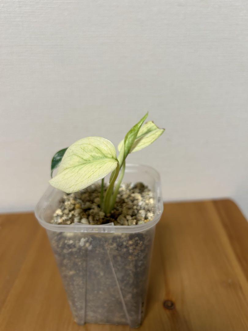 ＊モンステラ　ホワイトモンスター(天津蘭) 2.5号＊