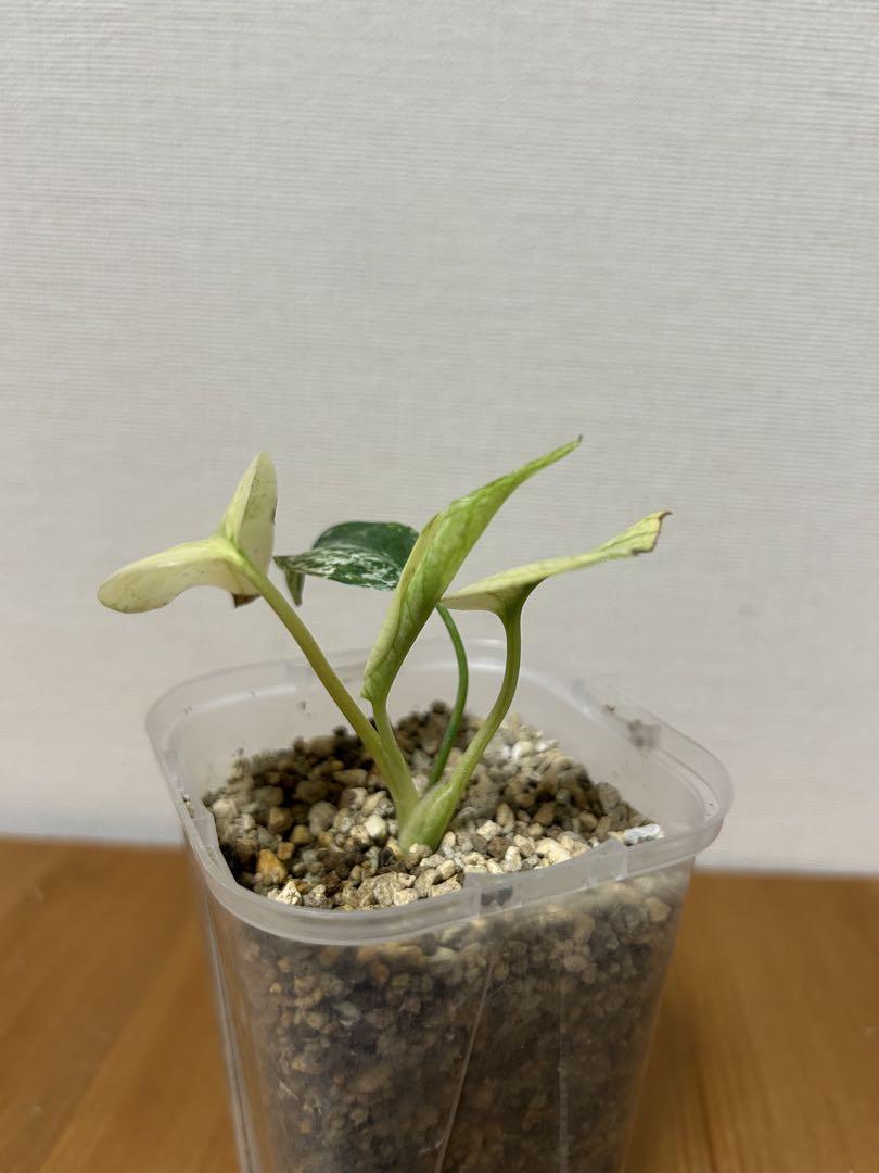 ＊モンステラ　ホワイトモンスター(天津蘭) 2.5号＊