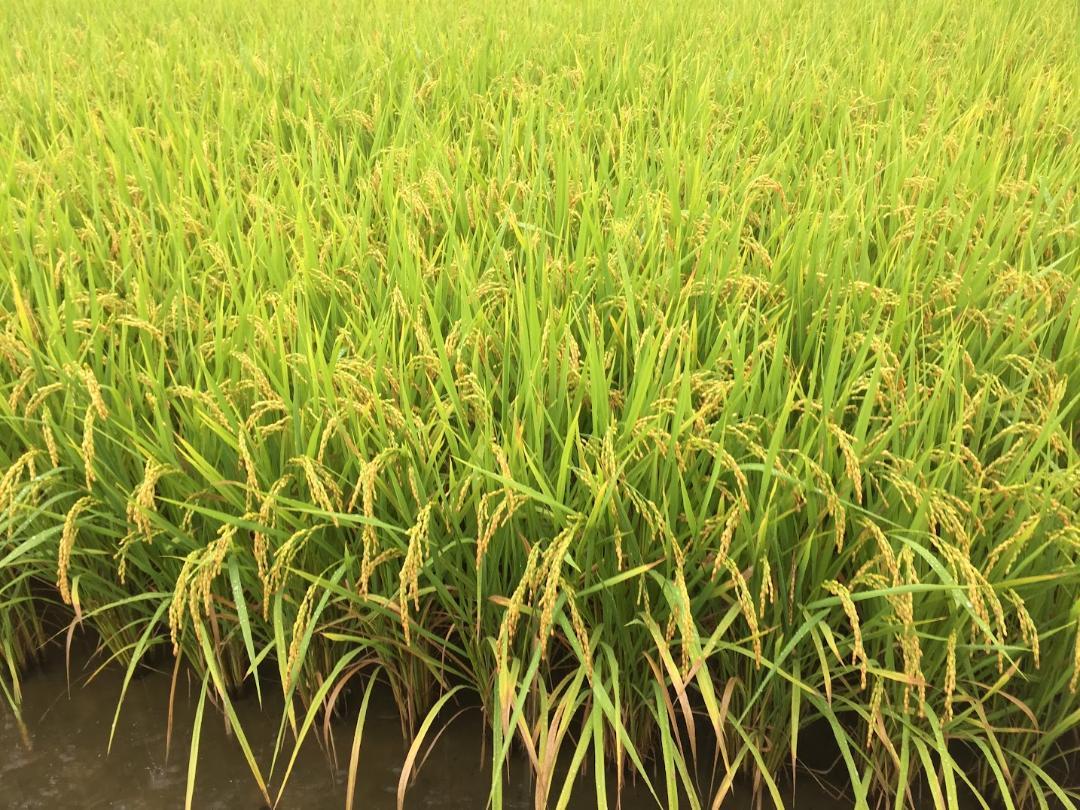 【予約販売】令和６年度産　こしひかり　白米20kg