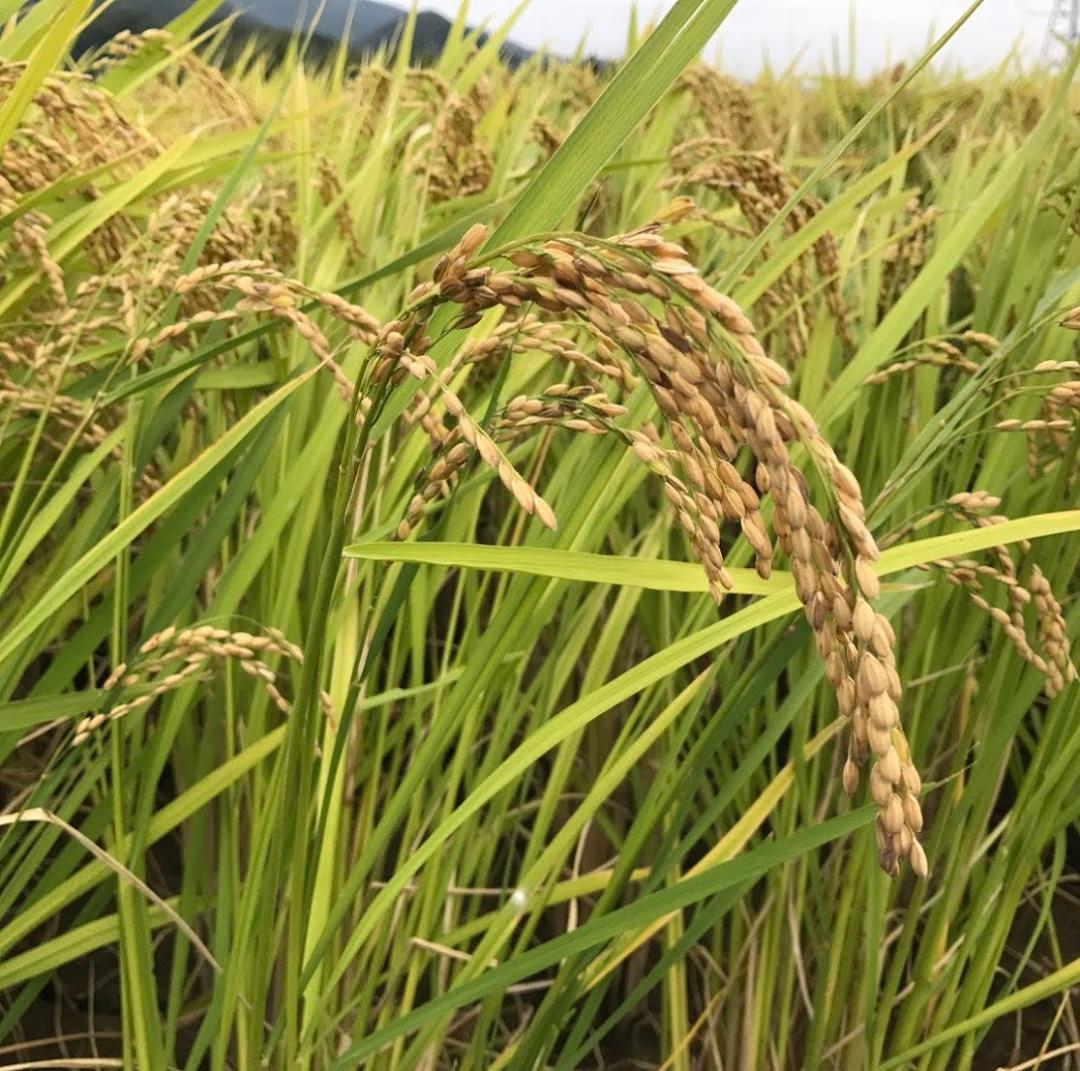 【予約販売】令和６年度産　こしひかり　白米20kg