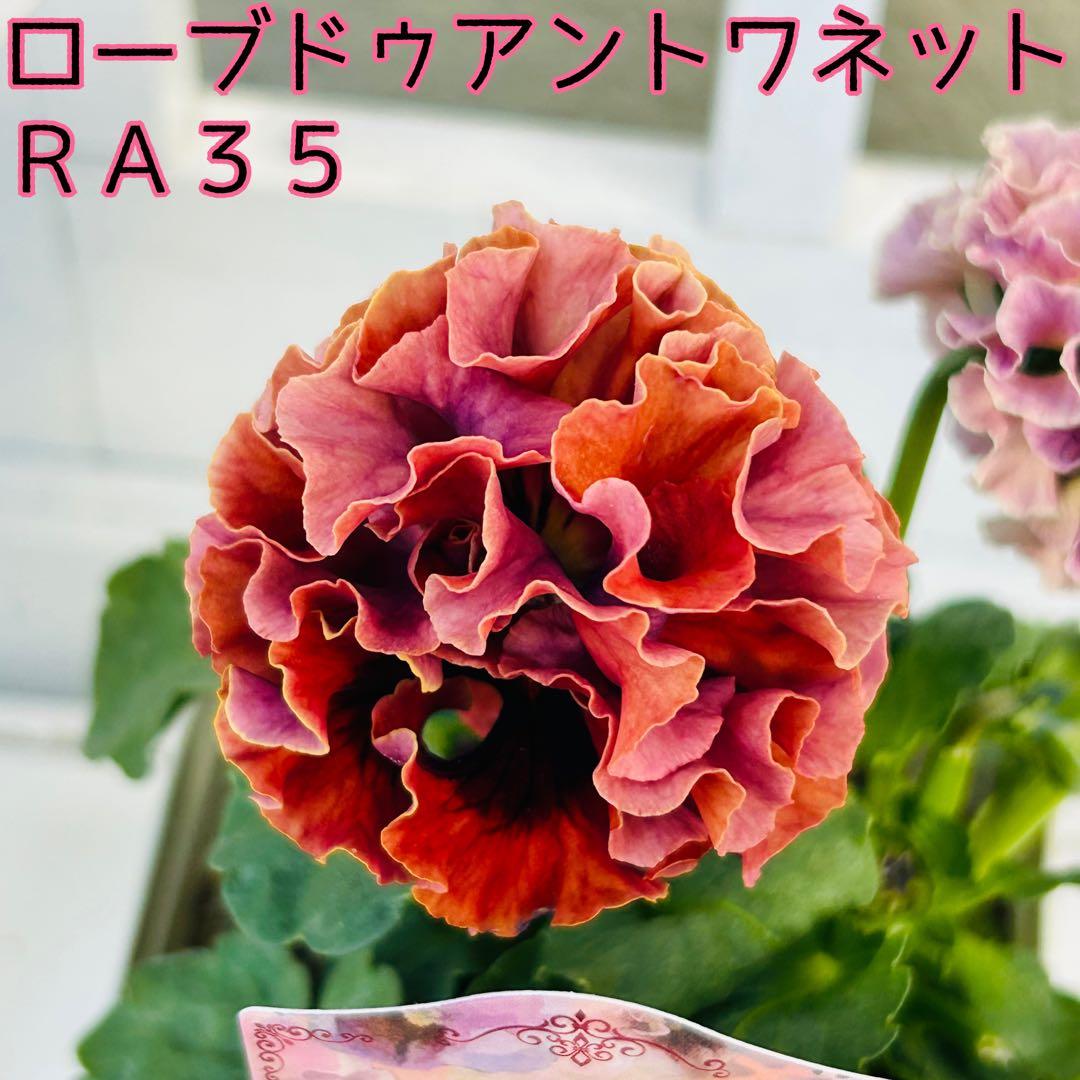 Mieさま RA35♥サトウ園芸 ローブドゥアントワネット♥超人気希少 Mieさま RA35♥サトウ園芸 ローブドゥアントワネット♥超人気希少