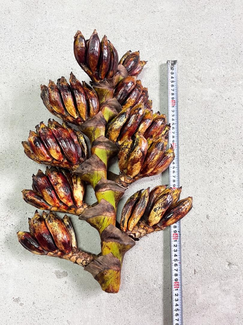 旅人の木 青い種