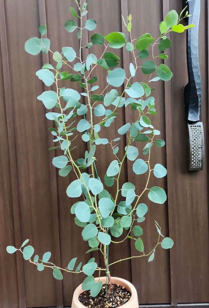まん丸葉が可愛い ユーカリ ポポラス テラコッタ鉢植え 苗 苗木目立った傷や汚れなし YUZUMIYA_COM