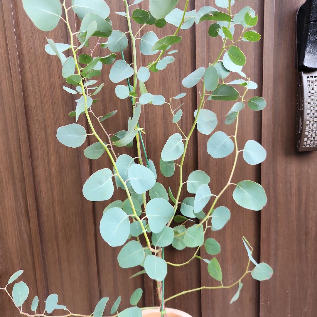 苗 苗木目立った傷や汚れなし