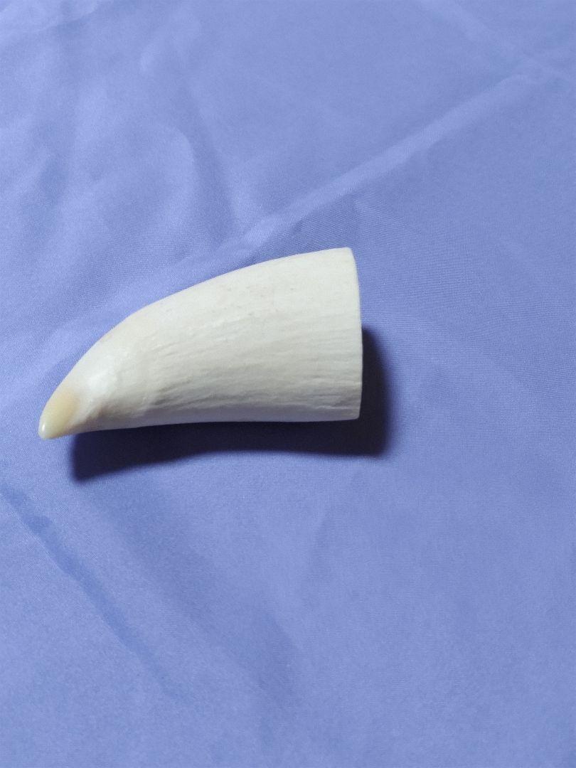 heerbutongoo様専用」【極上・美品】天然マッコウクジラの歯124g