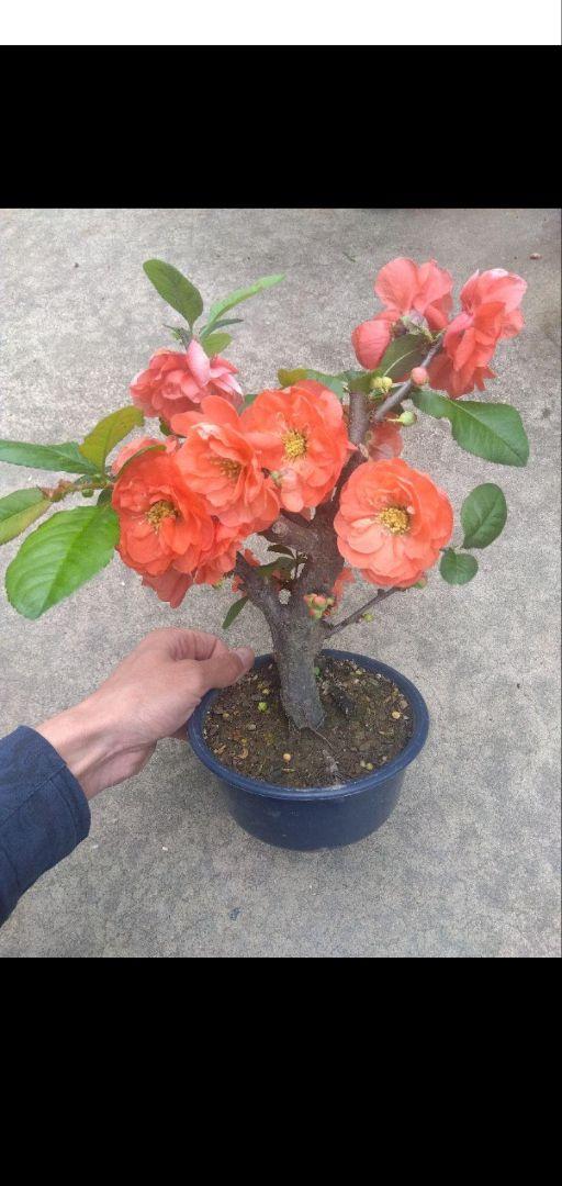 ボケ　盆栽　５号鉢つき　大輪花❗